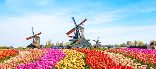 Kleurrijke bloemen en windmolens in Nederland