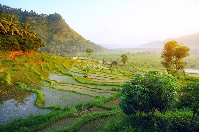Uitzicht op rijstvelden tijdens een goedkope vakantie op Bali