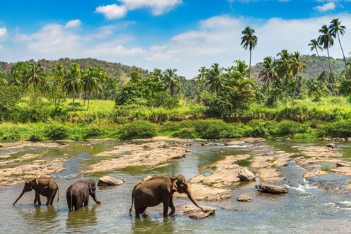 Olifanten lopen in een beekje, Sri Lanka in februari