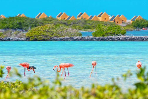 Roze flamingo’s lopen en foerageren in ondiep turquoise water, omringd door groene mangroves en gele huisjes op de achtergrond.