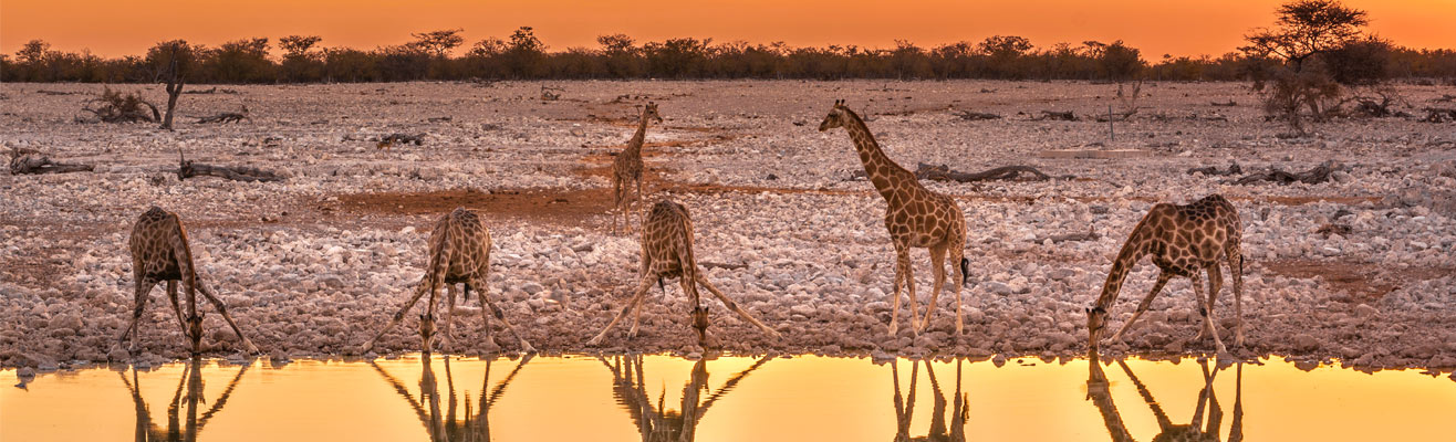 Giraffen in Namibie