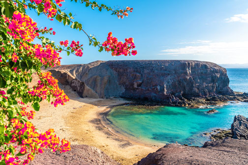 Zandstrand op Lanzarote in een beschutte baai met turquoise zee en hoge rotsen, gezien vanaf een pad met roze bloeiende struiken onder blauwe lucht.