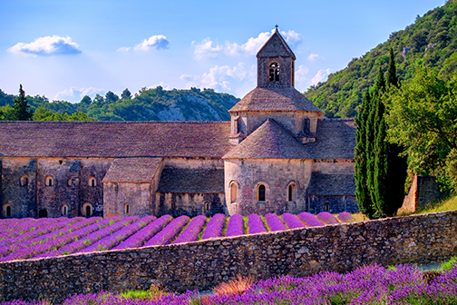 Oude boerderij met daarvoor een lavendelveld