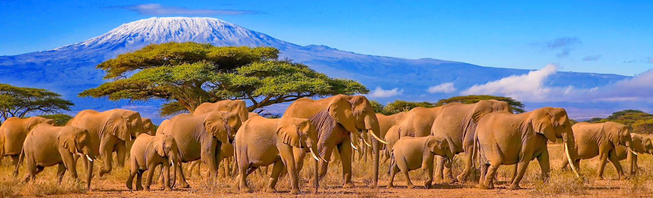 Kudde olifanten in Tanzania met de berg Kilimanjaro