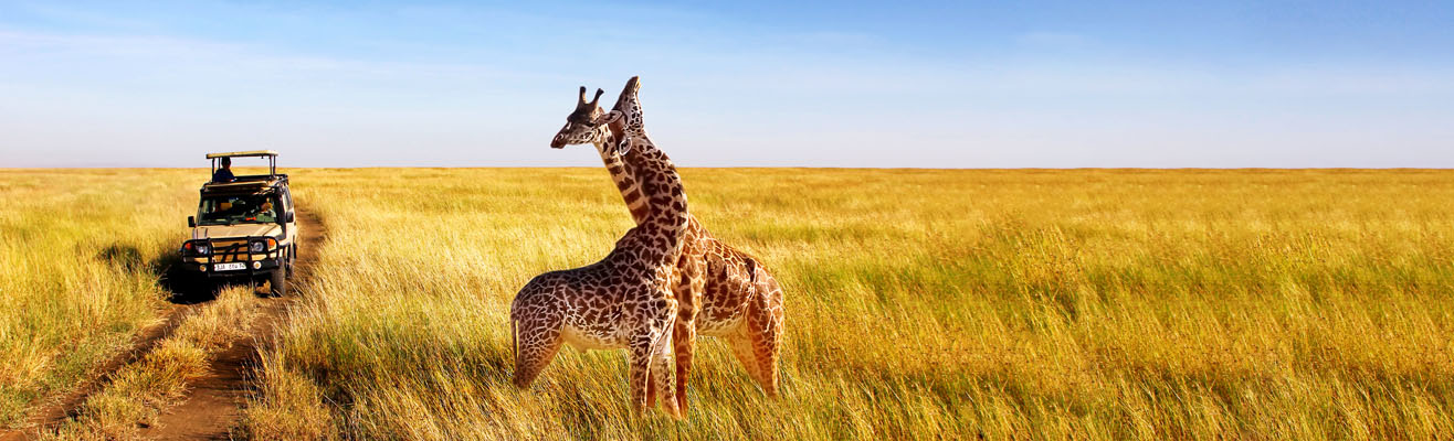 Giraffe op safari in Tanzania