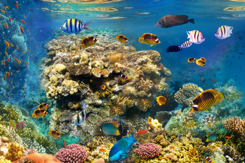 Vissen in de zee, Egypte in februari