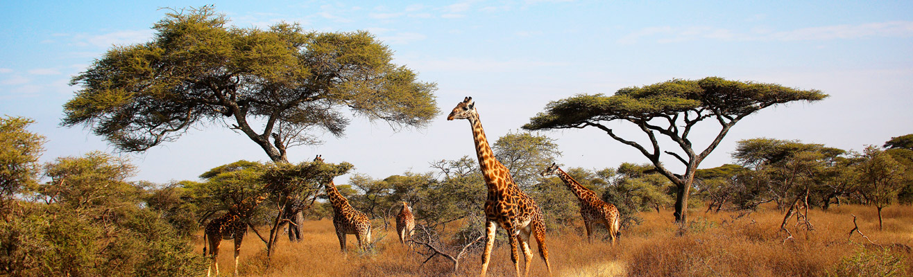 Kudde olifanten in Tanzania met de berg Kilimanjaro