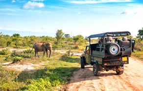 Safari in Tanzania