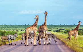 Rondreis D-reizen Zuid-Afrika vliegtickets