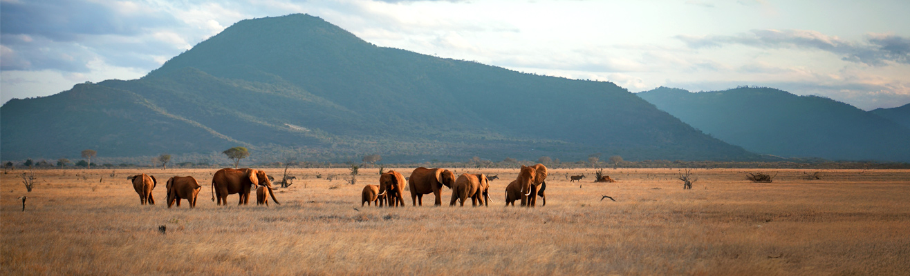 Alle vliegtickets naar Kenia D-reizen