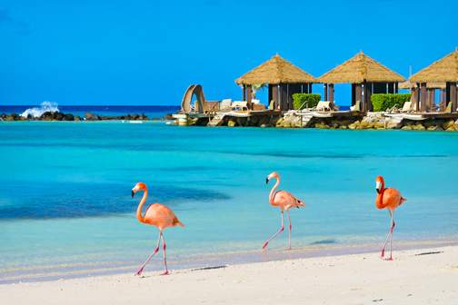 Flamingo's op strand van Aruba in november