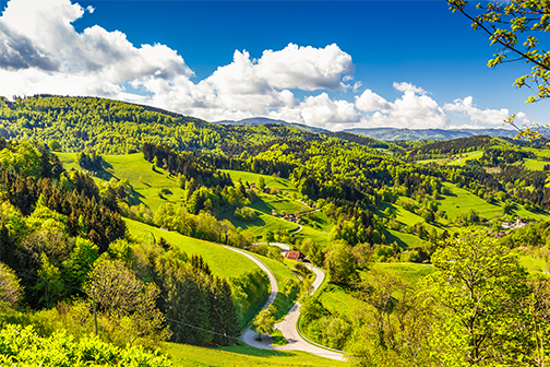 Groen bosrijk gebied in het Zwarte Woud