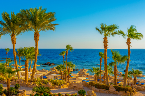 Palmen langs een zonnig strand met ligbedden en parasols, uitkijkend over een diepblauwe zee onder een heldere lucht, strand van Hurghada.